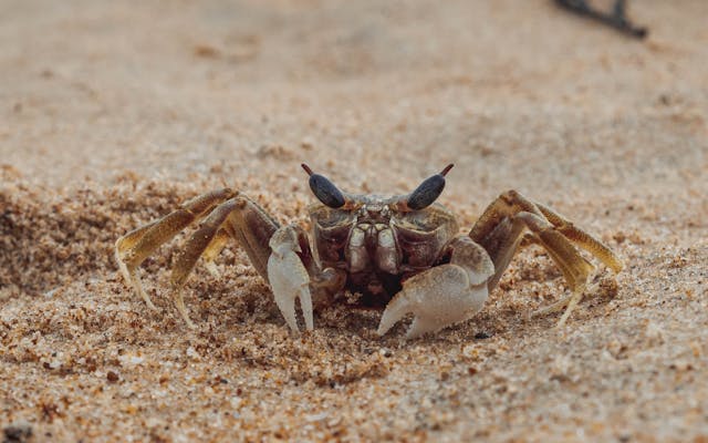 Calangute Beach