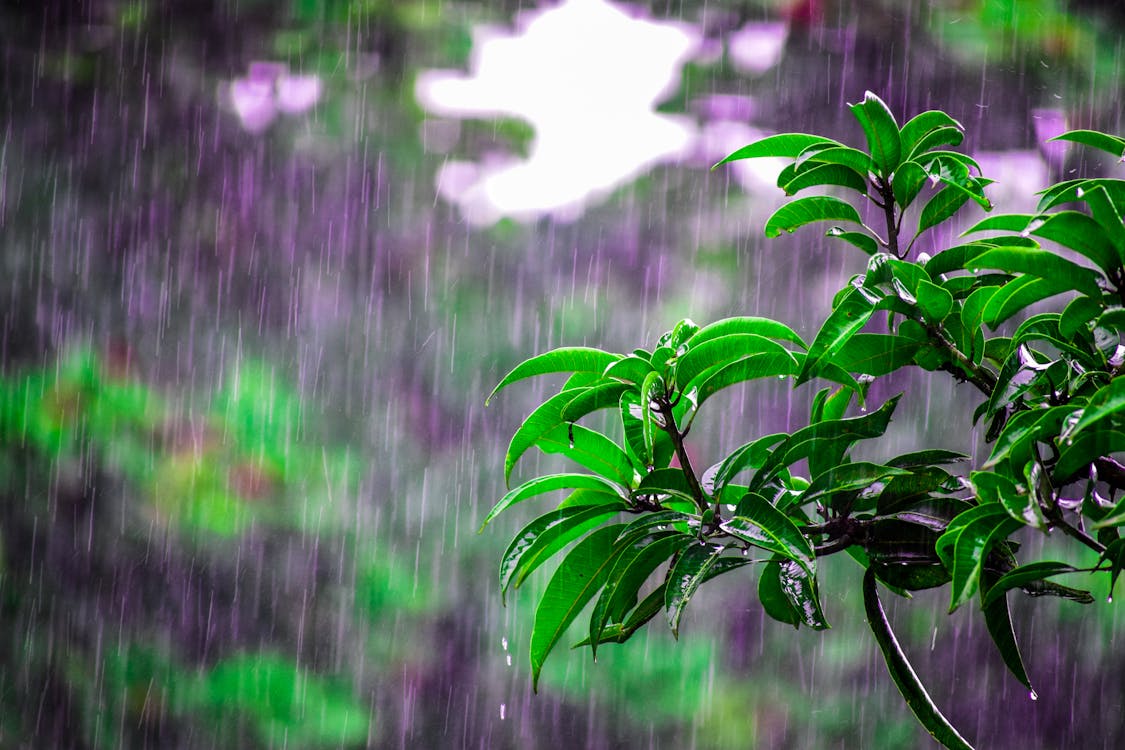 Goa Monsoon